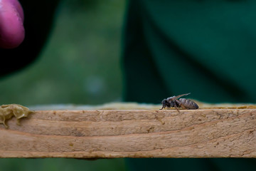 Newborn bee queen on wooden frame.