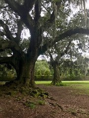 Beautiful and relaxing Audubon Park in New Orleans (Louisiana, USA) with giant trees (California Live Oak) and ferns