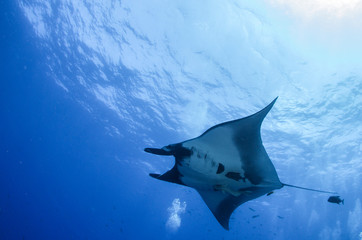 Manta Ray
