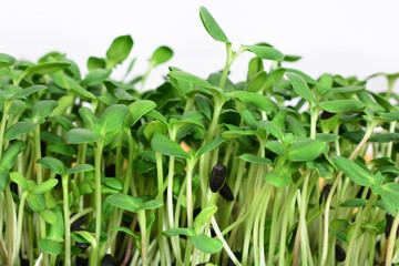 Fototapeta na wymiar green sunflower sprouts - concept for healthy nutrition, closeup