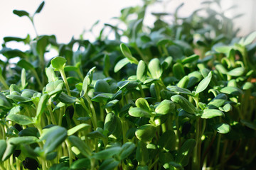 Fototapeta na wymiar green sunflower sprouts - concept for healthy nutrition, closeup