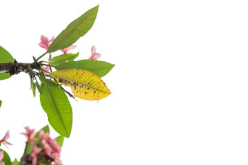 Pink Plumeria flower and green leaves isolated over white background.Creative layout with copy space.