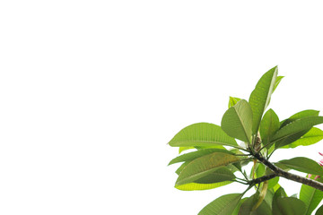 Pink Plumeria flower and green leaves isolated over white background.Creative layout with copy space.