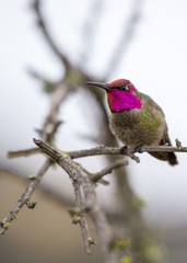 Anna's hummingbird (Calypte anna)