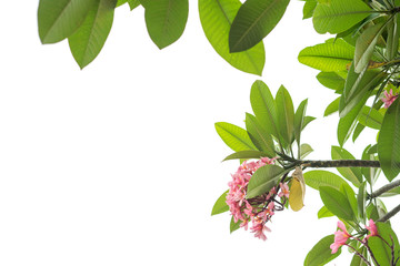 Pink Plumeria flower and green leaves isolated over white background.Creative layout with copy space.