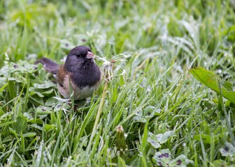 Dark Eyed Junco