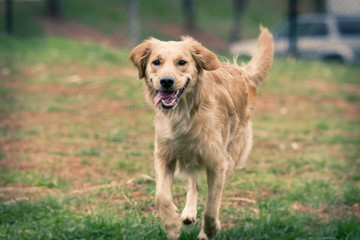 Golden Retriever smiling with its tongue out at a dog park