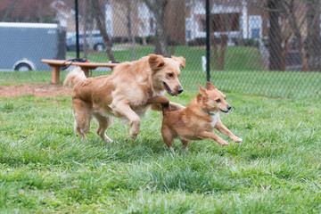 Golden Retriever chasing a terrier at a dog park 