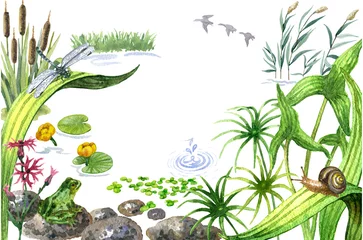 Foto op Plexiglas Raster watercolor cute illustration of a summer pond. Image for biological books, magazines and atlases, design element, summer and wetland theme. © ursulamea