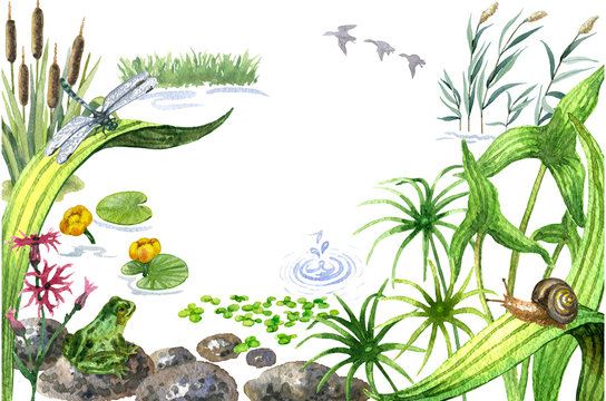 Raster watercolor cute illustration of a summer pond. Image for biological books, magazines and atlases, design element, summer and wetland theme.