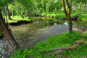 Obraz premium A small river in the green forest. Summer landscape