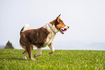 Brown crossbreed shepherd is running down the mountain meadow