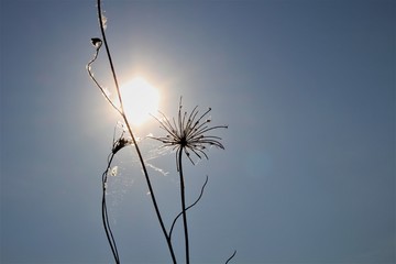flower dandelion summer