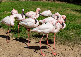 Pink Flamingos in the desert