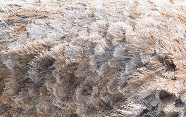 ostrich feathers in zoo