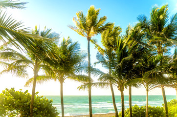 Obraz premium Tropical Miami Beach Palms