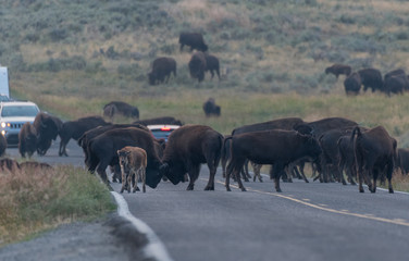 Herd of Buffalo Cross Road
