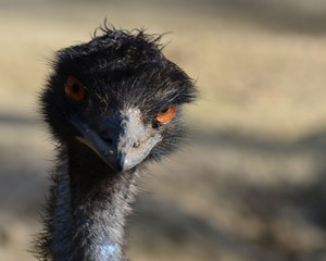 Up Close Emu