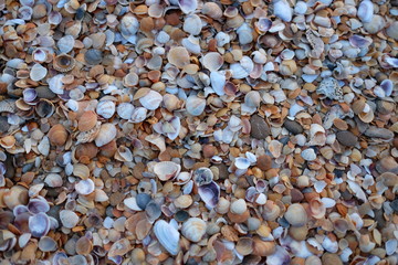 seashells