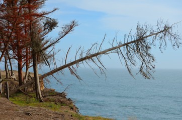 Fallen Tree over the Pacific
