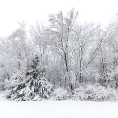 Fototapeta premium Trees after fresh snow