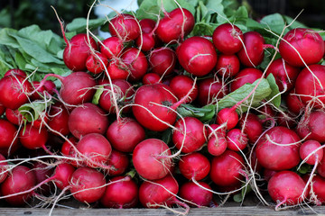 Radish background