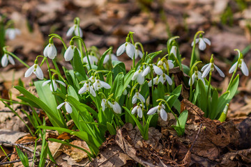 beatiful white spring first snowdrop flowers on a ground , springtime.