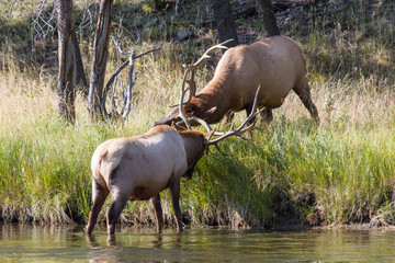 Kämpfende Wapiti Hirsche 6