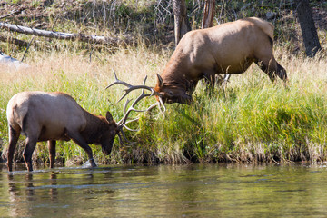 Kämpfende Wapiti Hirsche 7
