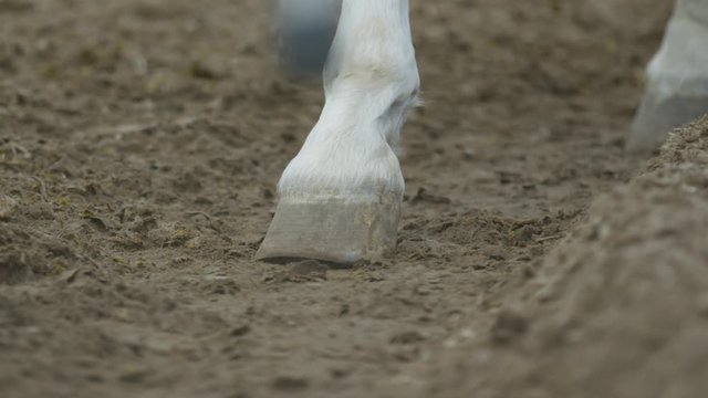 The horse's hoof