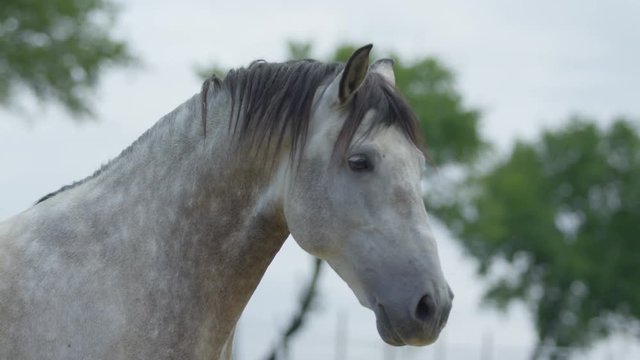 White horse with black mane