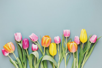 Fresh tulips on gray © nerudol