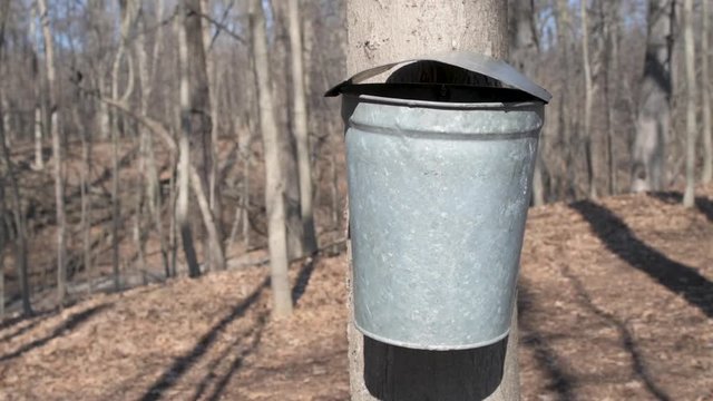 Maple Tree Galvanized Tap Bucket Slider