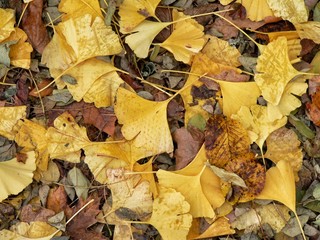 Gingkoblätter im Herbst - Hintergrund