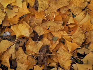 Gingkoblätter im Herbst - Hintergrund