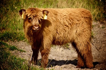 Fototapeta premium Longhorn Kalb 