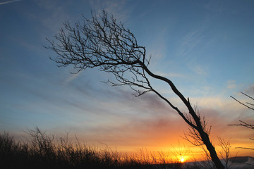 Obraz premium Windflüchter