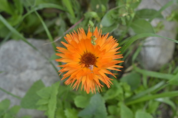 Flor