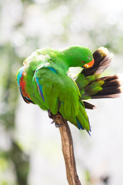 electus parrot