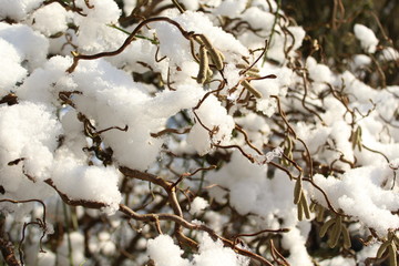 Korkenzieherweide im Winter