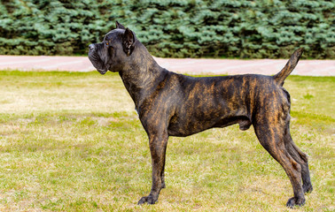 Cane Corso in profile. The Cane Corso stands on the green grass in the park.

