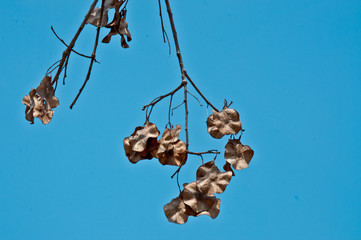 Pterocarpus macrocarpus The seed is suitable for seed.