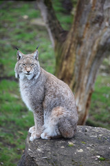 Eurasischer Luchs (Lynx lynx)