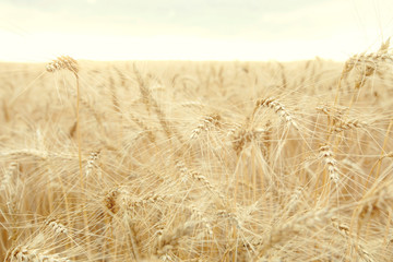 Field with mature yellow wheat. Spikelets of wheat on field.