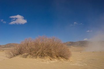 Single desert bush in the midst of the Mojave in southwestern California United States.