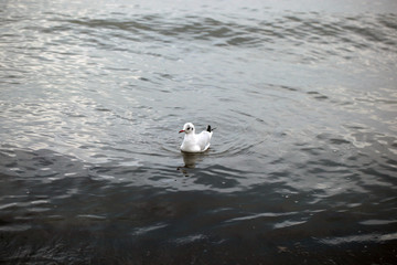 wild animals outdoors - one white sea gull swims on a Baltic sea water surface, with dark waves and sunlight reflection, on a sunny winter day in Poland 