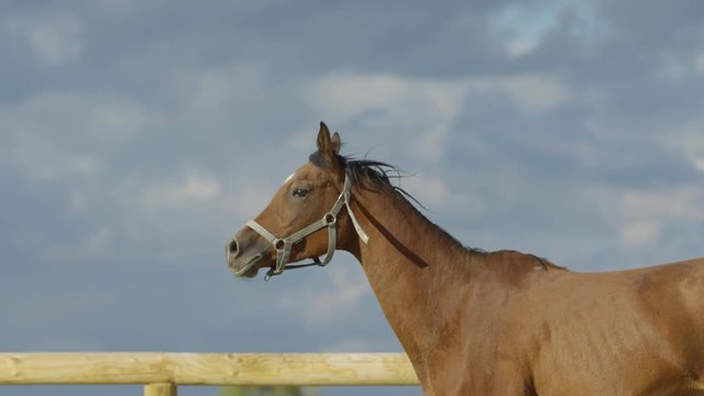 Brown horse running
