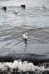 wild animals outdoors - one white sea gull swims on a Baltic sea water surface, with dark waves and sunlight reflection, on a sunny winter day in Poland with water splash in front