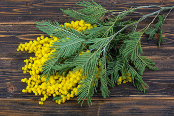 Branch with small yellow fluffy inflorescences on bright background