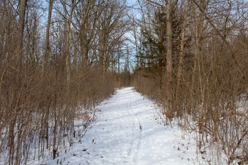 The long snowy trail in the winter forest. 